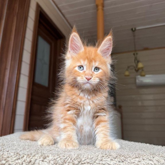 Maine Coon NOV Amur