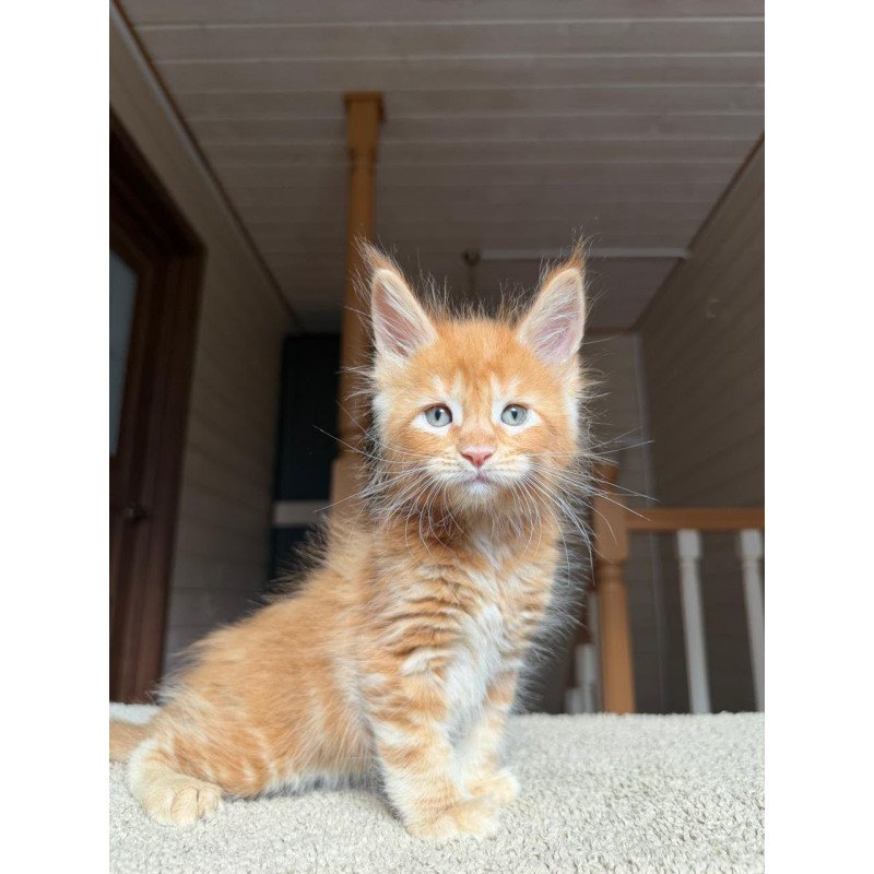 Maine Coon NOV Amur