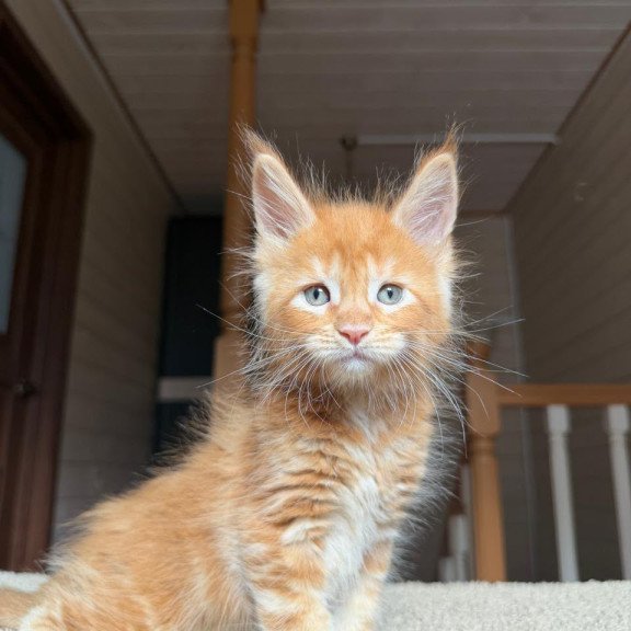 Maine Coon NOV Amur