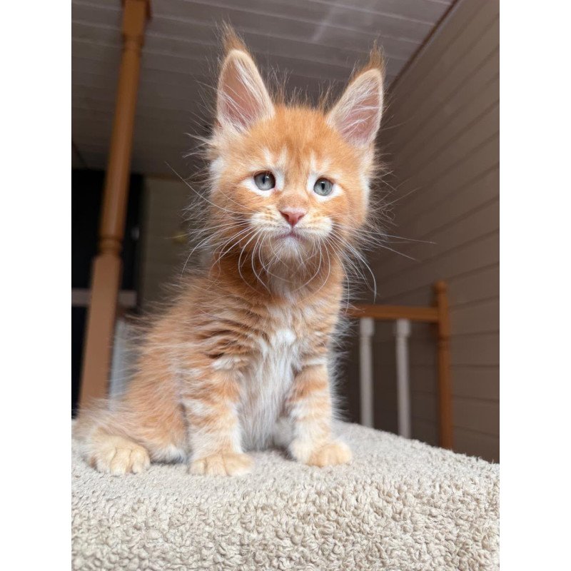 Maine Coon NOV Amur