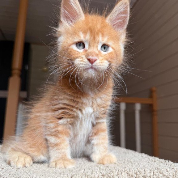 Maine Coon NOV Amur