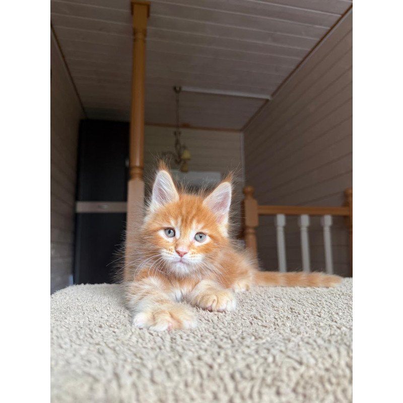 Maine Coon NOV Alf