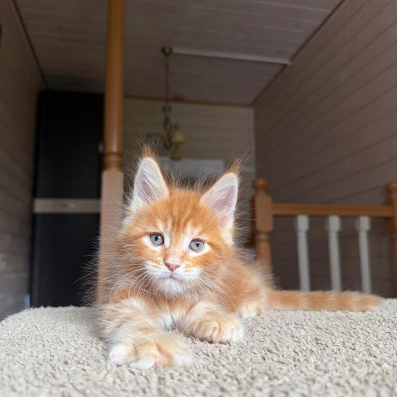 Maine Coon NOV Alf
