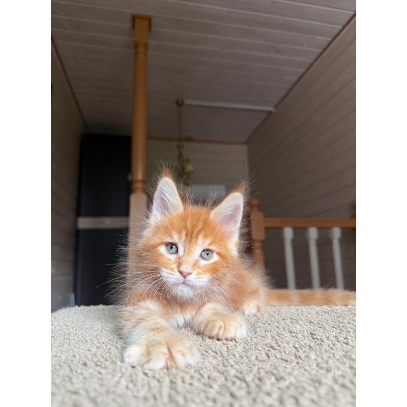 Maine Coon NOV Alf