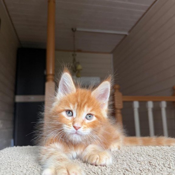 Maine Coon NOV Alf