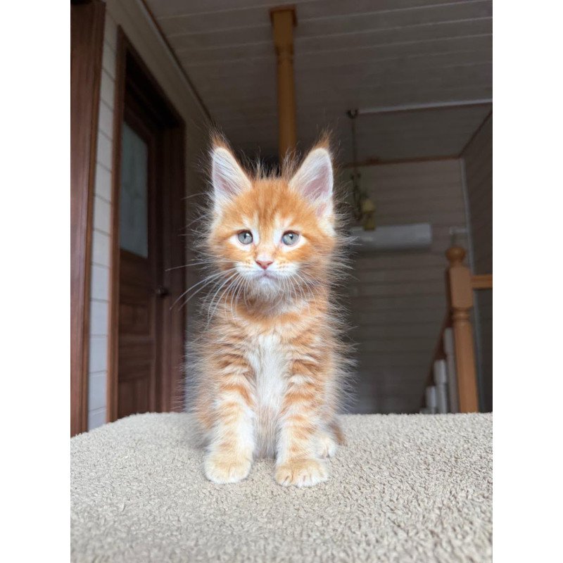 Maine Coon NOV Alf