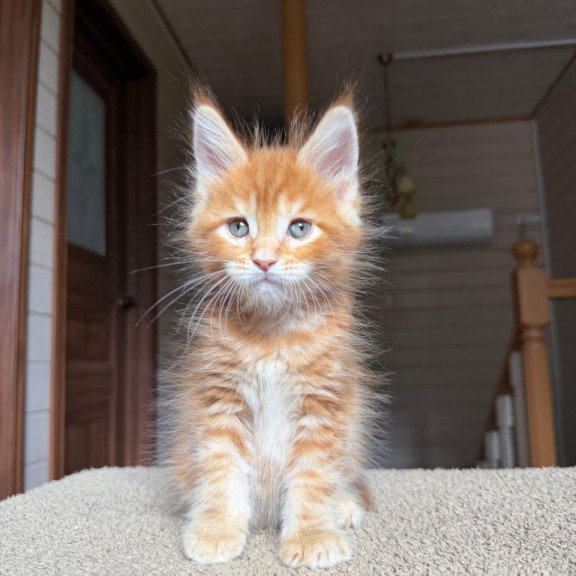 Maine Coon NOV Alf