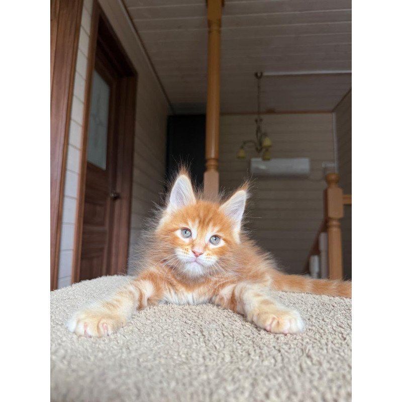 Maine Coon NOV Alf