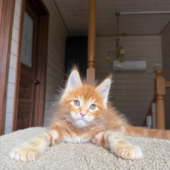 Maine Coon NOV Alf