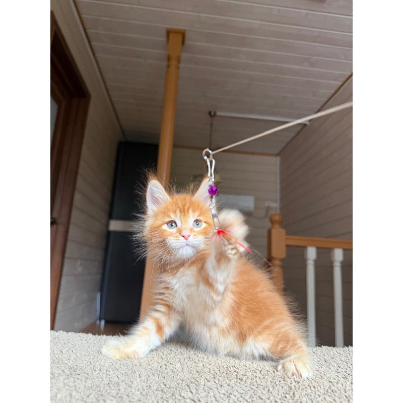 Maine Coon NOV Alf