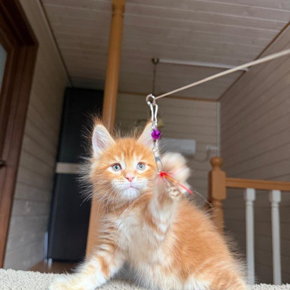 Maine Coon NOV Alf