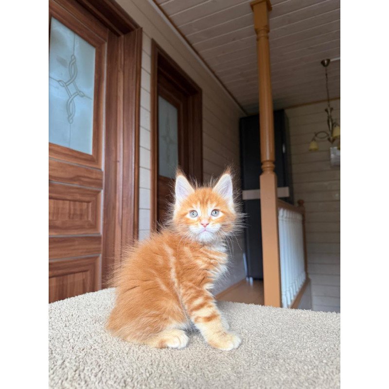 Maine Coon NOV Alf