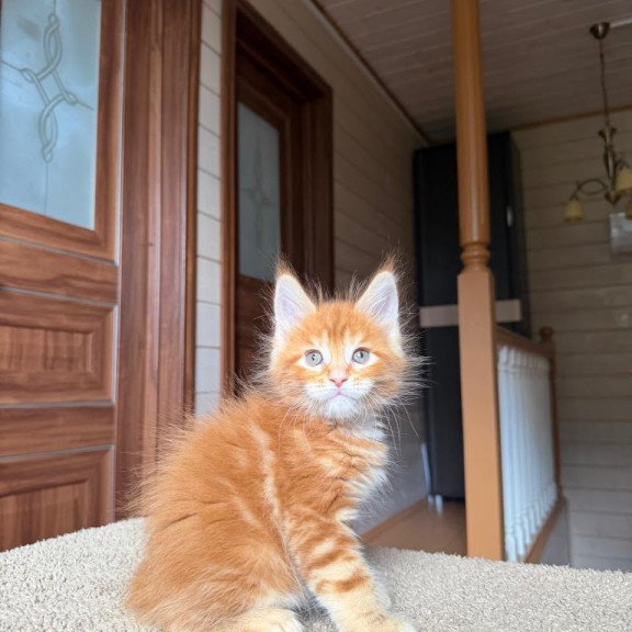 Maine Coon NOV Alf