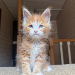 Maine Coon NOV Aiden