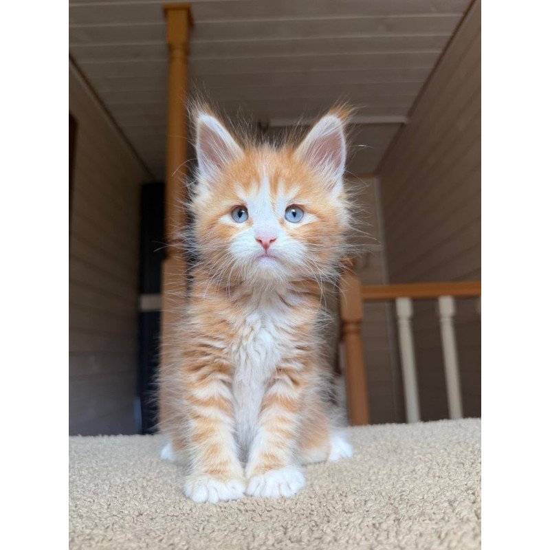 Maine Coon NOV Aiden