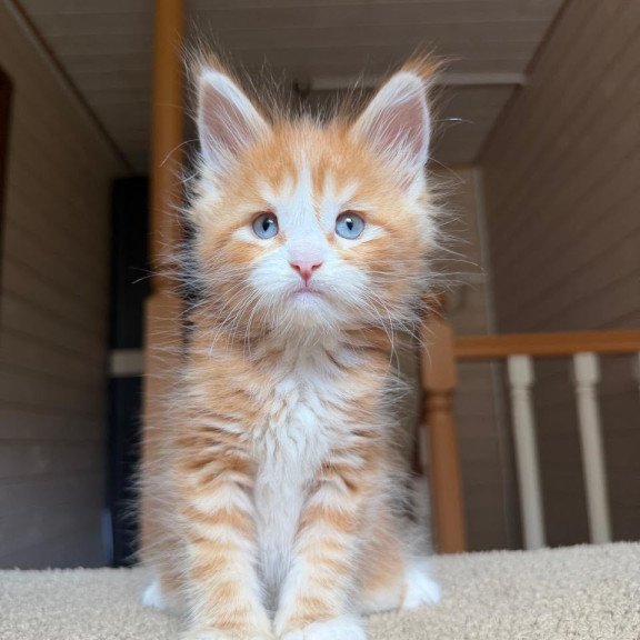 Maine Coon NOV Aiden