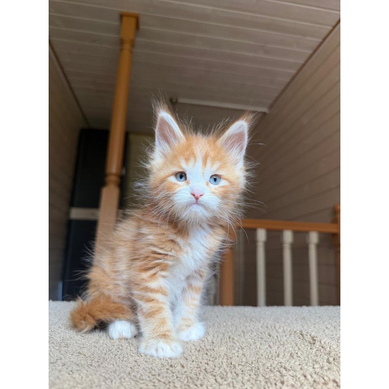 Maine Coon NOV Aiden