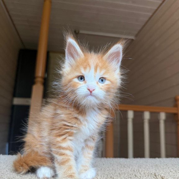 Maine Coon NOV Aiden
