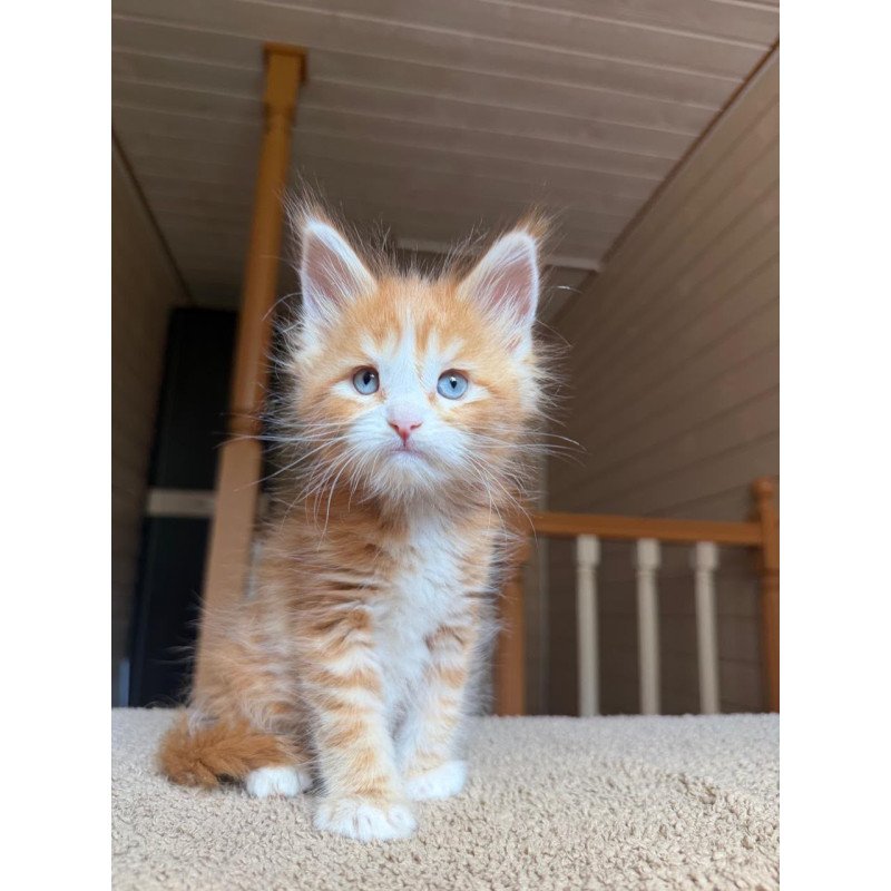 Maine Coon NOV Aiden