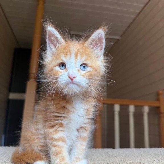 Maine Coon NOV Aiden