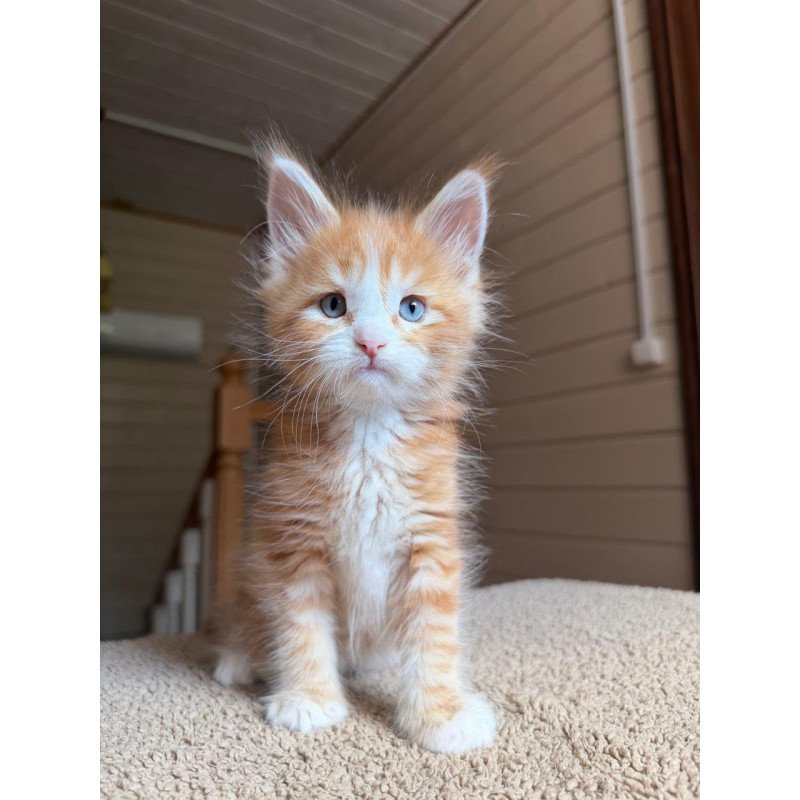 Maine Coon NOV Aiden