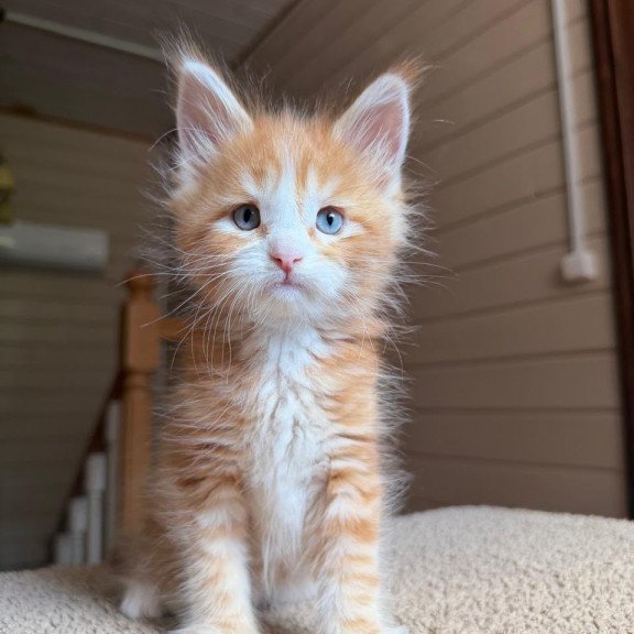 Maine Coon NOV Aiden