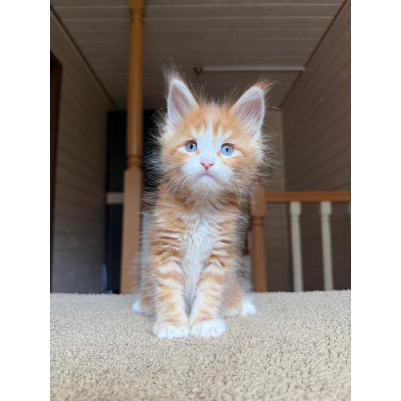 Maine Coon NOV Aiden