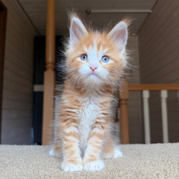 Maine Coon NOV Aiden