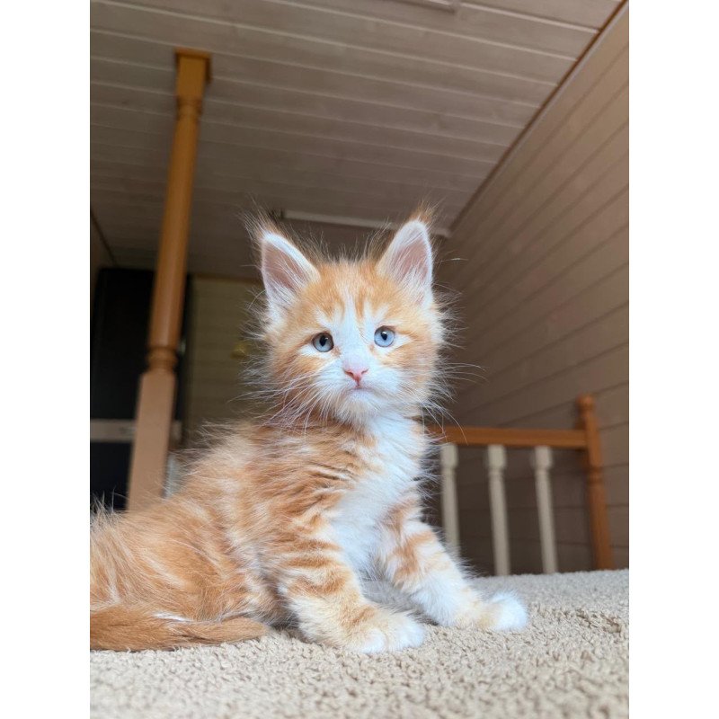 Maine Coon NOV Aiden