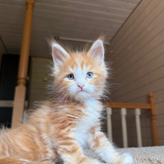 Maine Coon NOV Aiden