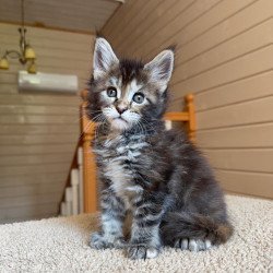 Maine Coon NOV Bamboleilo...