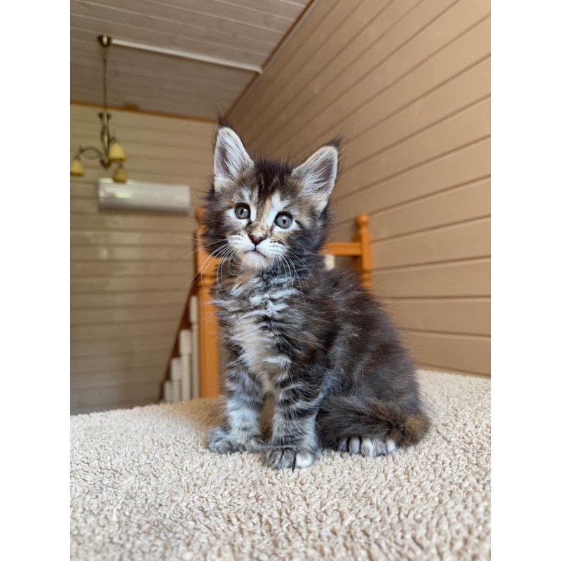 Maine Coon NOV Bamboleilo Polydactyl