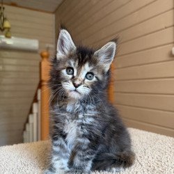 Maine Coon NOV Bamboleilo...