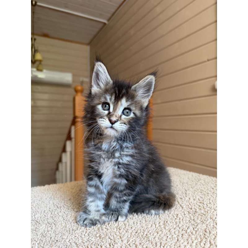 Maine Coon NOV Bamboleilo Polydactyl