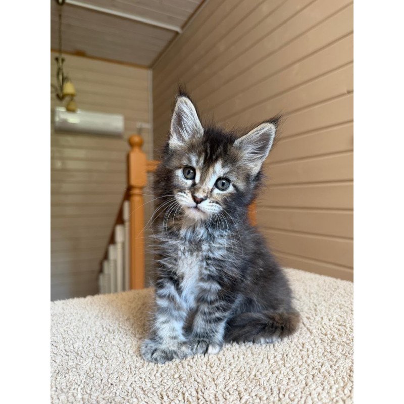 Maine Coon NOV Bamboleilo Polydactyl