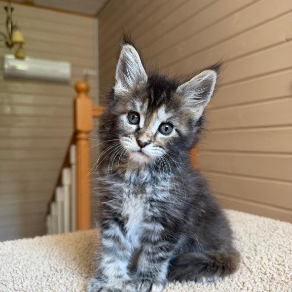 Maine Coon NOV Bamboleilo Polydactyl