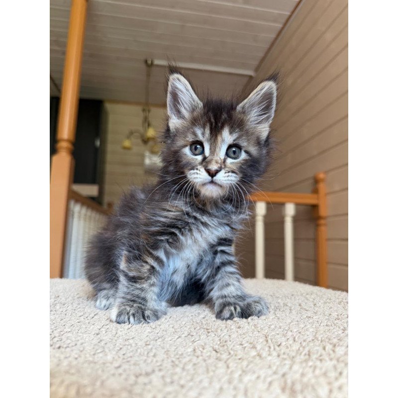 Maine Coon NOV Bamboleilo Polydactyl