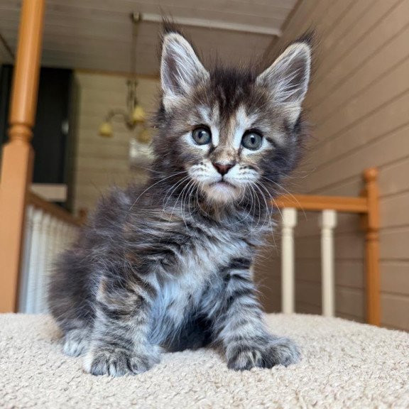 Maine Coon NOV Bamboleilo Polydactyl