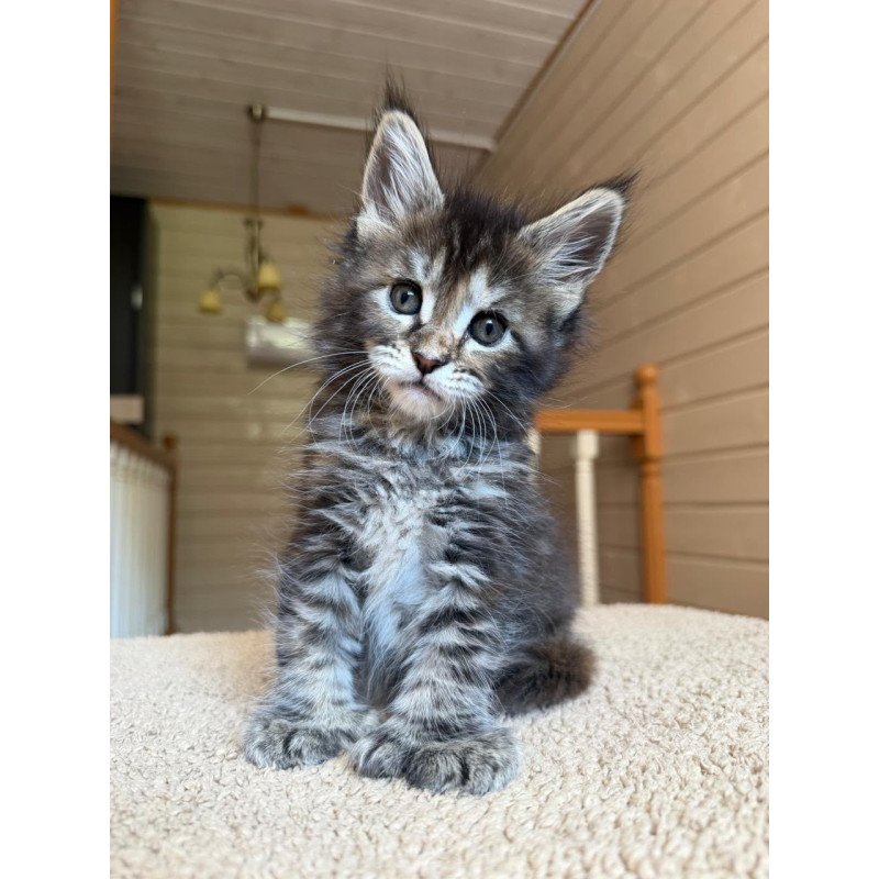 Maine Coon NOV Bamboleilo Polydactyl