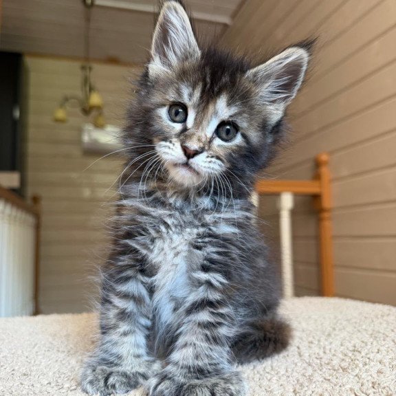 Maine Coon NOV Bamboleilo Polydactyl