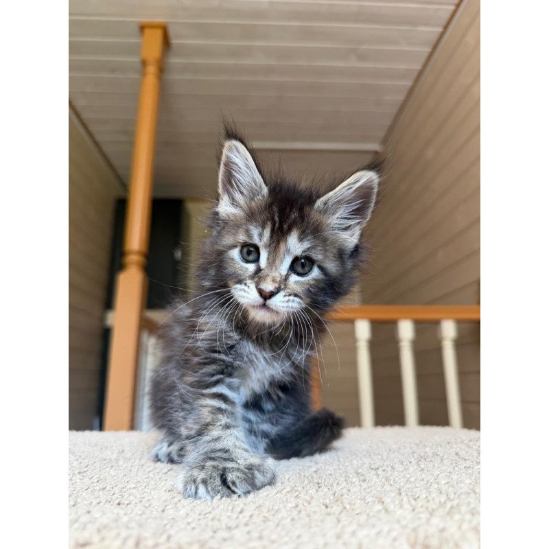 Maine Coon NOV Bamboleilo Polydactyl