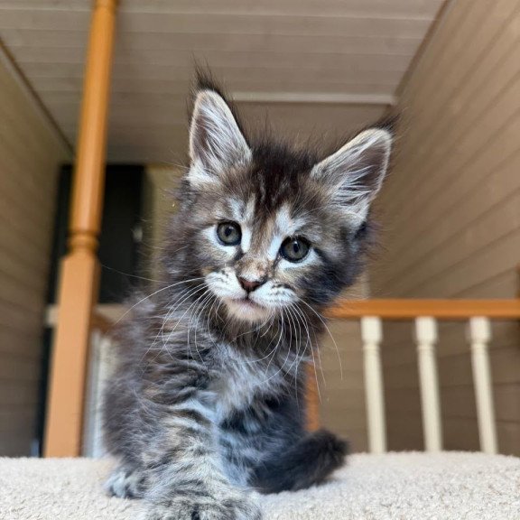 Maine Coon NOV Bamboleilo Polydactyl