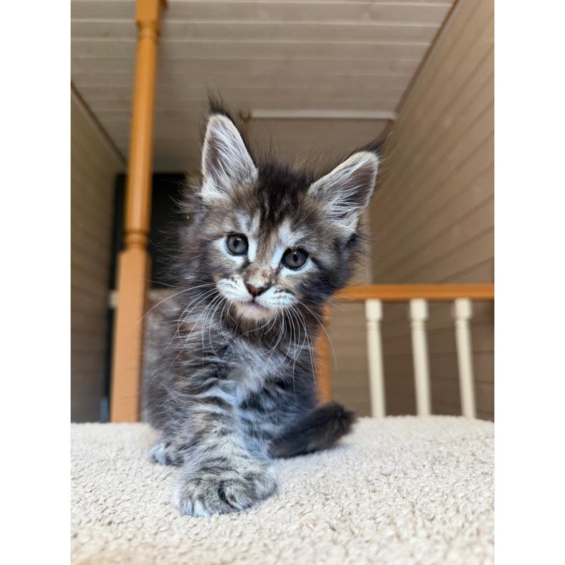Maine Coon NOV Bamboleilo Polydactyl