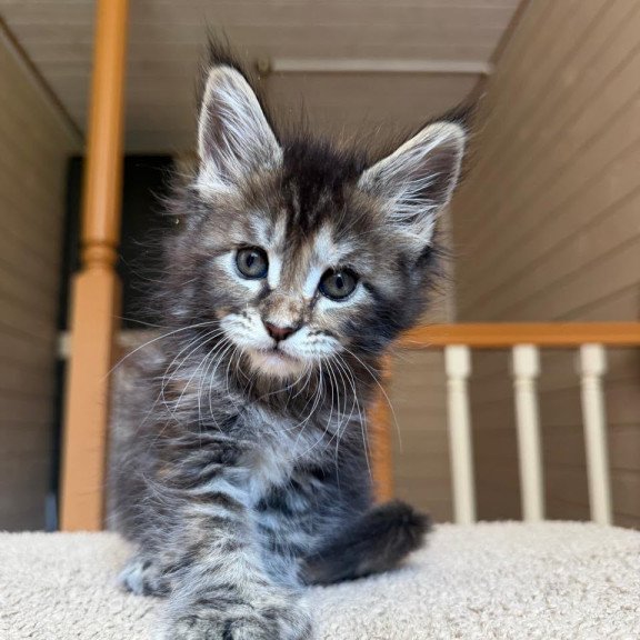 Maine Coon NOV Bamboleilo Polydactyl
