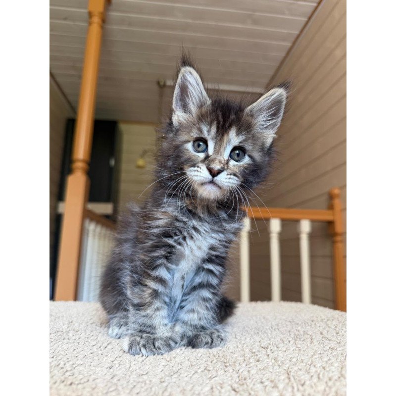 Maine Coon NOV Bamboleilo Polydactyl