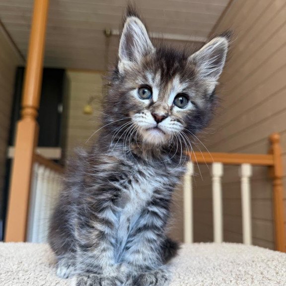 Maine Coon NOV Bamboleilo Polydactyl