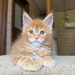Maine Coon NOV Bazilio...