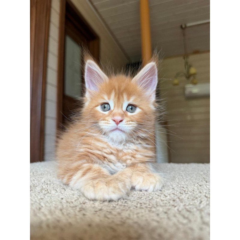Maine Coon NOV Bazilio Polydactyl