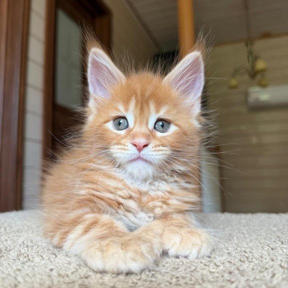 Maine Coon NOV Bazilio Polydactyl