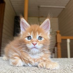 Maine Coon NOV Bazilio...